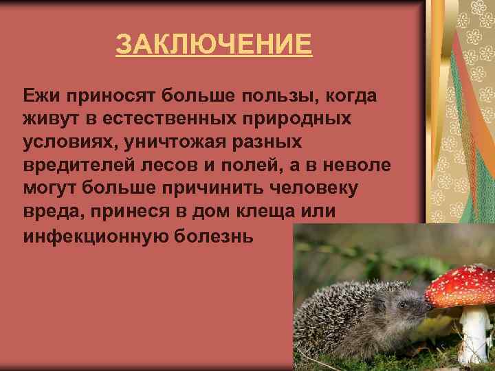 ЗАКЛЮЧЕНИЕ Ежи приносят больше пользы, когда живут в естественных природных условиях, уничтожая разных вредителей