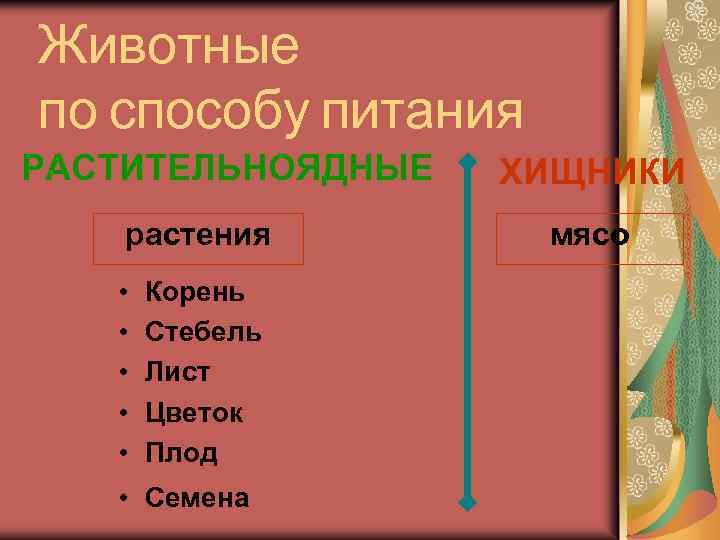Животные по способу питания РАСТИТЕЛЬНОЯДНЫЕ растения • • • Корень Стебель Лист Цветок Плод