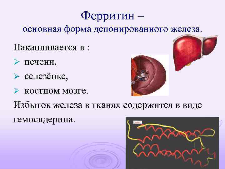 Ферритин – основная форма депонированного железа. Накапливается в : Ø печени, Ø селезёнке, Ø