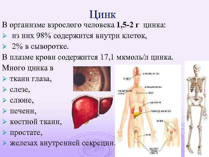 Цинк В организме взрослого человека 1, 5 -2 г цинка: Ø из них 98%