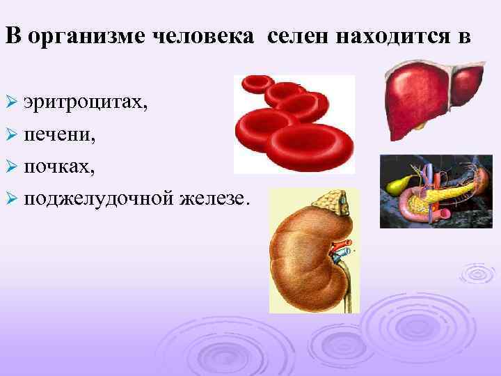 В организме человека селен находится в Ø эритроцитах, Ø печени, Ø почках, Ø поджелудочной