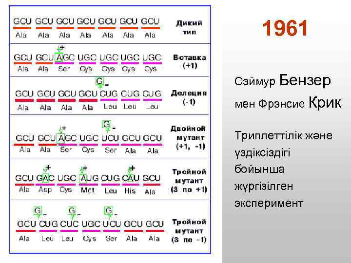 1961 Сэймур Бензер мен Фрэнсис Крик Триплеттілік және үздіксіздігі бойынша жүргізілген эксперимент 
