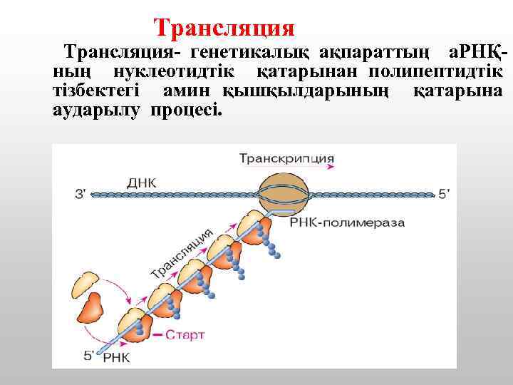 Трансляция- генетикалық ақпараттың а. РНҚның нуклеотидтік қатарынан полипептидтік тізбектегі амин қышқылдарының қатарына аударылу процесі.