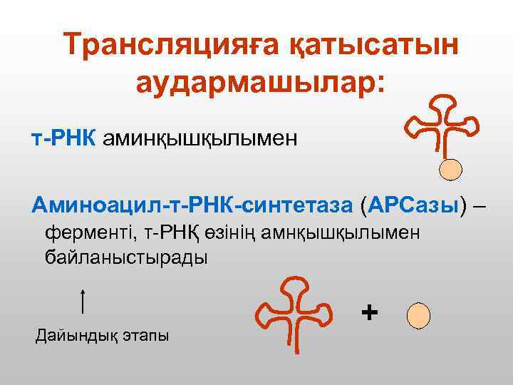 Трансляцияға қатысатын аудармашылар: т-РНК аминқышқылымен Аминоацил-т-РНК-синтетаза (АРСазы) – ферменті, т-РНҚ өзінің амнқышқылымен байланыстырады Дайындық