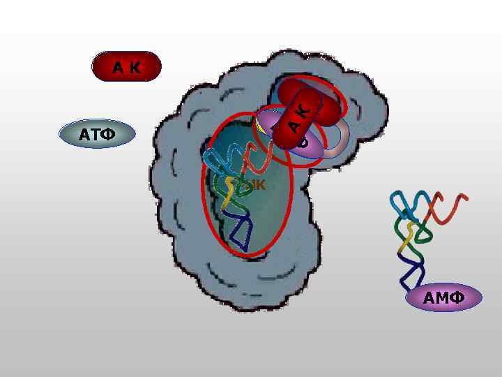 АК К АК АК А АТФ ФА ФМ АТ ТФ Ф Ф т. РНК