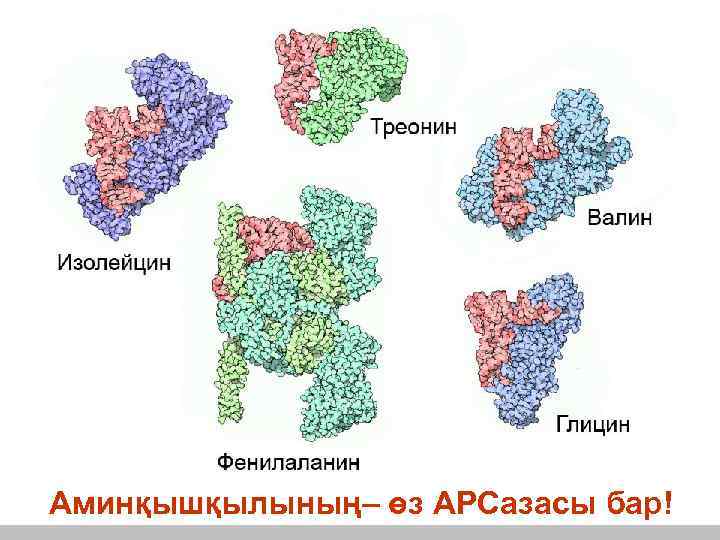 Аминқышқылының– өз АРСазасы бар! 