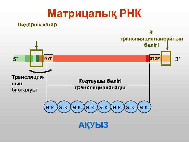 Матрицалық РНК Лидерлік қатар 3‘ транслияцияланбайтын бөлігі 5' АУГ Трансляцияның басталуы STOP Кодтаушы бөлігі
