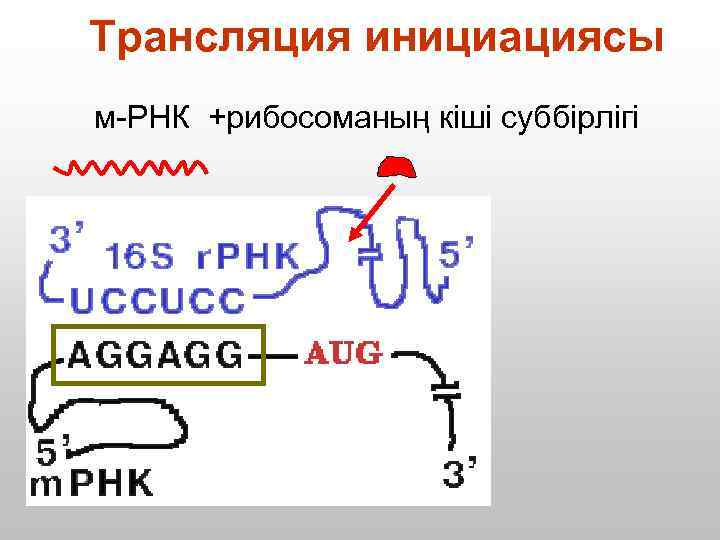 Трансляция инициациясы м-РНК +рибосоманың кіші суббірлігі 