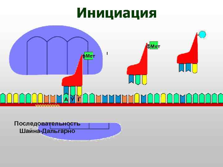 Инициация ф. Мет А У Г Последовательность Шайна-Дальгарно 