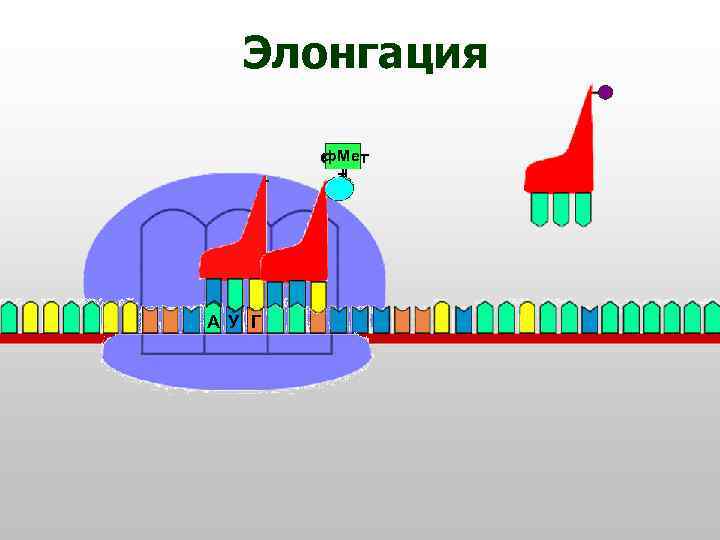 Элонгация ф. Мет т А У Г 