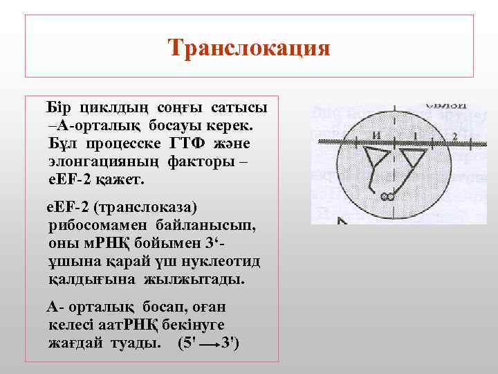 Транслокация Бір циклдың соңғы сатысы –А-орталық босауы керек. Бұл процесске ГТФ және элонгацияның факторы