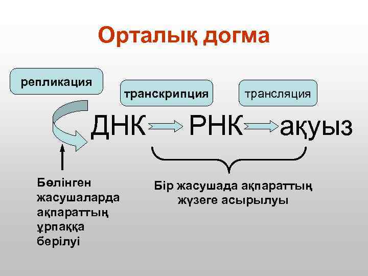 Орталық догма репликация транскрипция ДНК Бөлінген жасушаларда ақпараттың ұрпаққа берілуі РНК трансляция ақуыз Бір