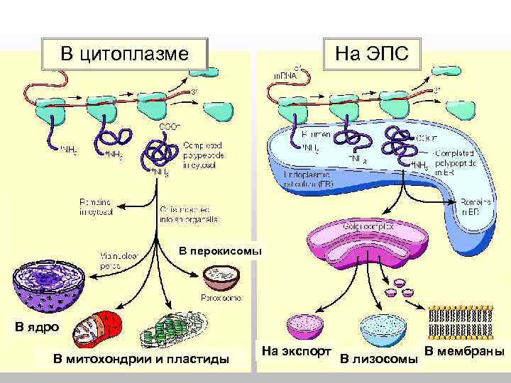 Место синтеза белка зависит от назначения В цитоплазме На ЭПС В перокисомы В ядро