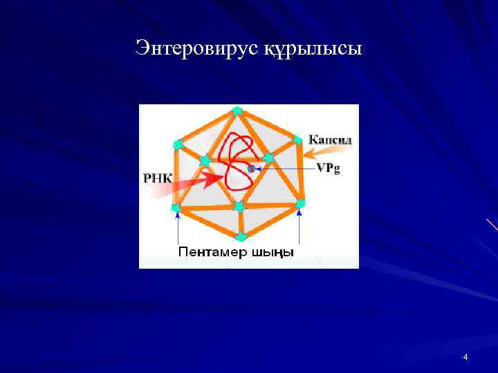 Энтеровирус құрылысы 4 