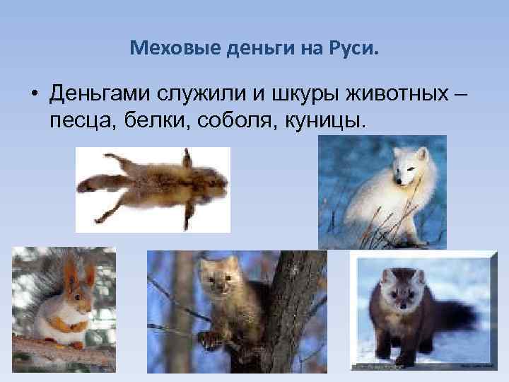 Меховые деньги на Руси. • Деньгами служили и шкуры животных – песца, белки, соболя,