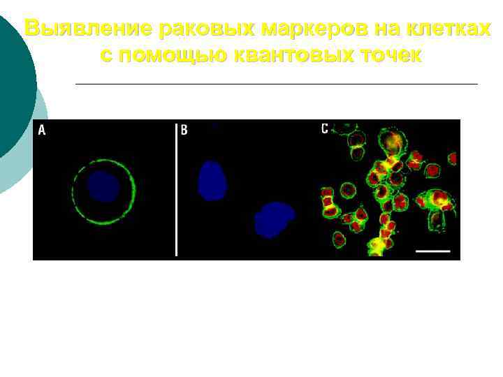 Выявление раковых маркеров на клетках с помощью квантовых точек 