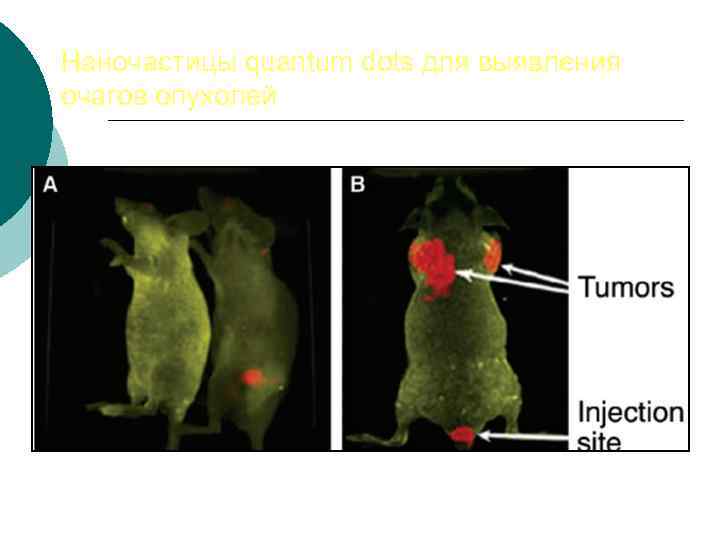 Наночастицы quantum dots для выявления очагов опухолей 
