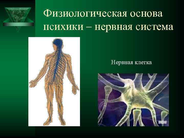 Физиологическая основа психики – нервная система Нервная клетка 