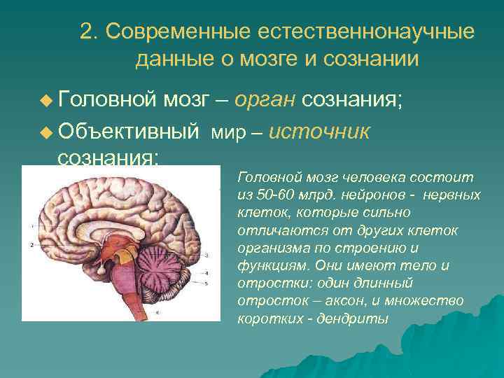 2. Современные естественнонаучные данные о мозге и сознании u Головной мозг – орган сознания;
