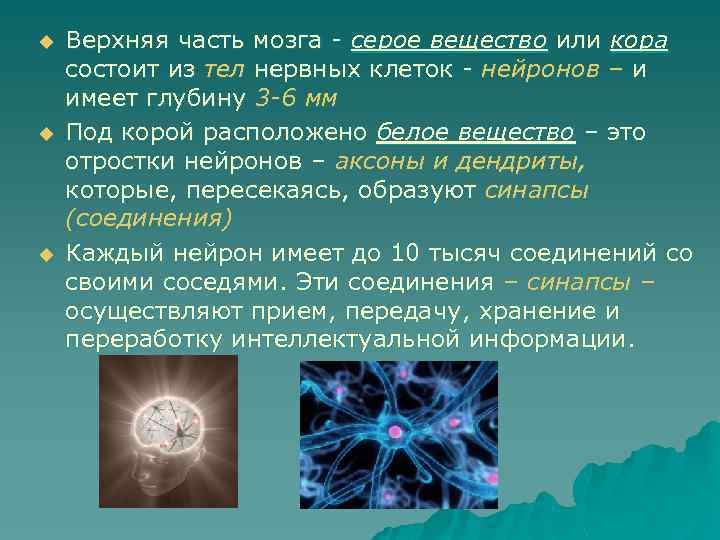 u u u Верхняя часть мозга - серое вещество или кора состоит из тел
