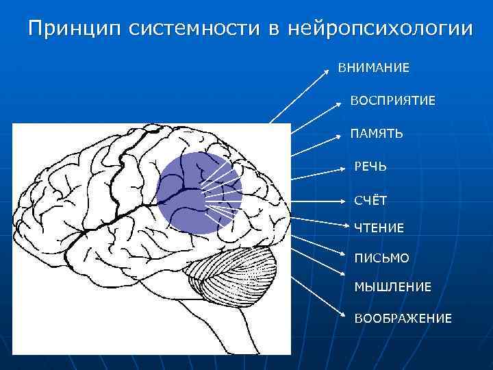 Принцип системности в нейропсихологии ВНИМАНИЕ ВОСПРИЯТИЕ ПАМЯТЬ РЕЧЬ СЧЁТ ЧТЕНИЕ ПИСЬМО МЫШЛЕНИЕ ВООБРАЖЕНИЕ 