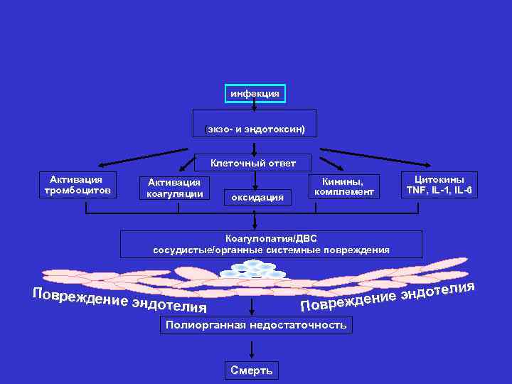 инфекция (экзо- и эндотоксин) Клеточный ответ Активация тромбоцитов Активация коагуляции оксидация Кинины, комплемент Цитокины