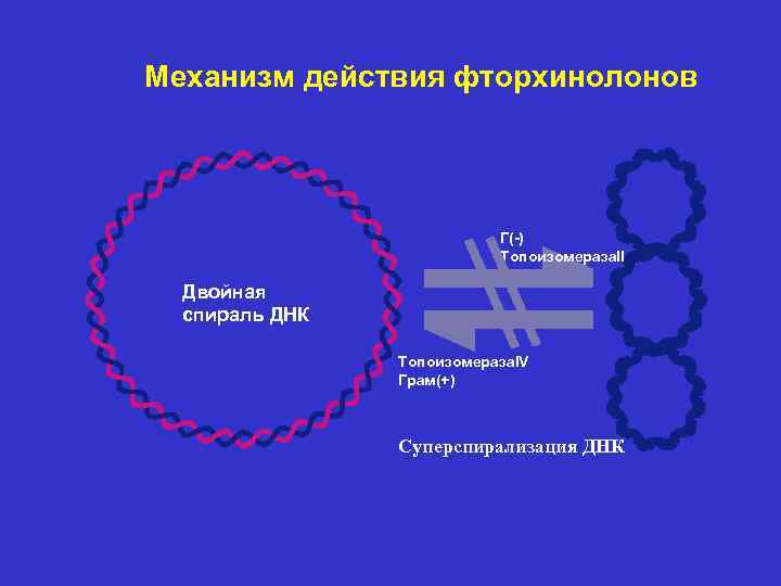 Механизм действия фторхинолонов Г(-) Топоизомераза. II Двойная спираль ДНК Топоизомераза. IV Грам(+) Суперспирализация ДНК