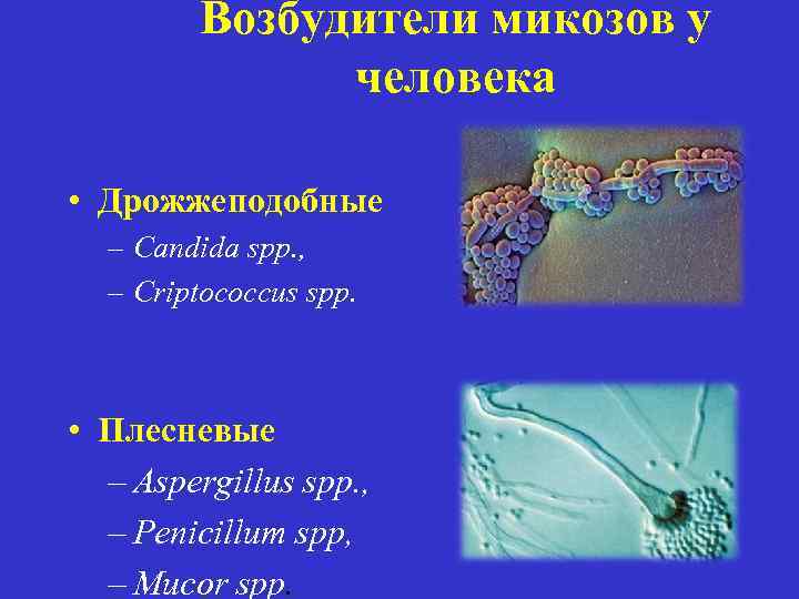 Возбудители микозов у человека • Дрожжеподобные – Candida spp. , – Criptococcus spp. •