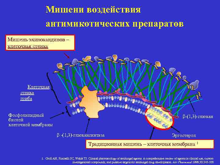 Мишени воздействия антимикотических препаратов Мишень эхинокандинов – клеточная стенка Клеточная стенка гриба Фосфолипидный бислой