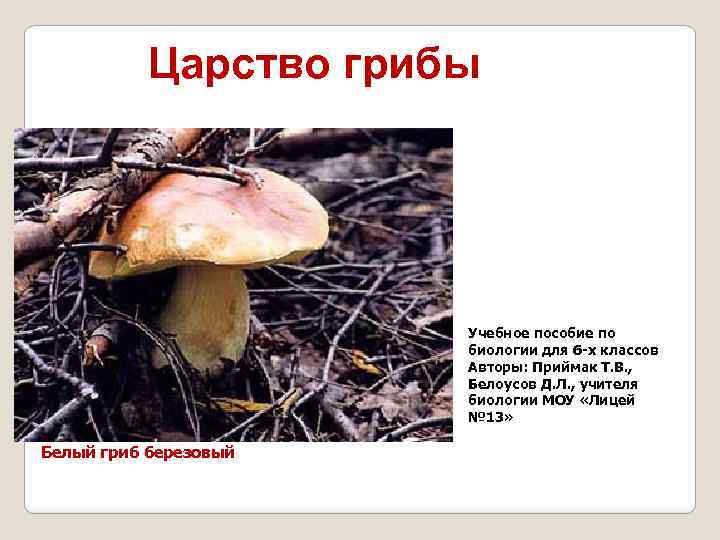 Царство грибы Учебное пособие по биологии для 6 -х классов Авторы: Приймак Т. В.
