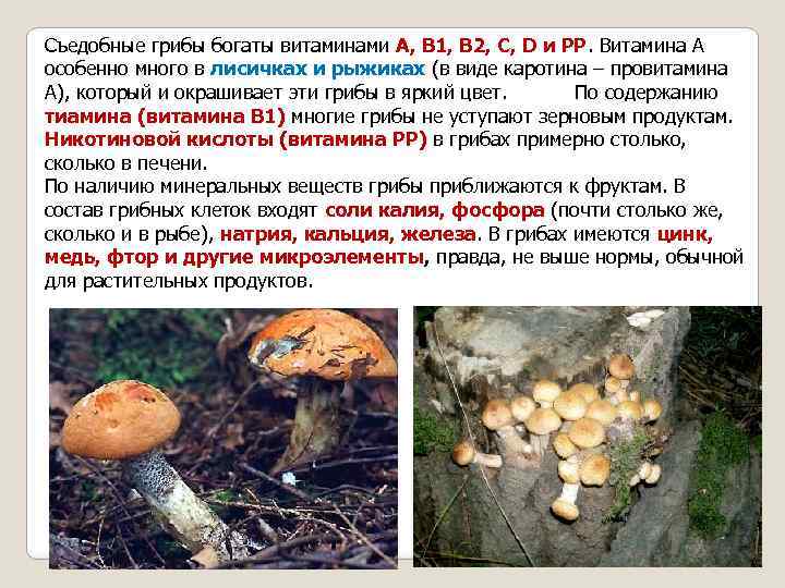 Съедобные грибы богаты витаминами А, В 1, В 2, С, D и РР. Витамина