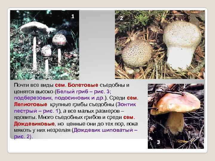 1 2 Почти все виды сем. Болетовые съедобны и ценятся высоко (Белый гриб –