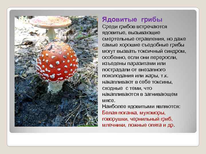 Ядовитые грибы Среди грибов встречаются ядовитые, вызывающие смертельные отравления, но даже самые хорошие съедобные