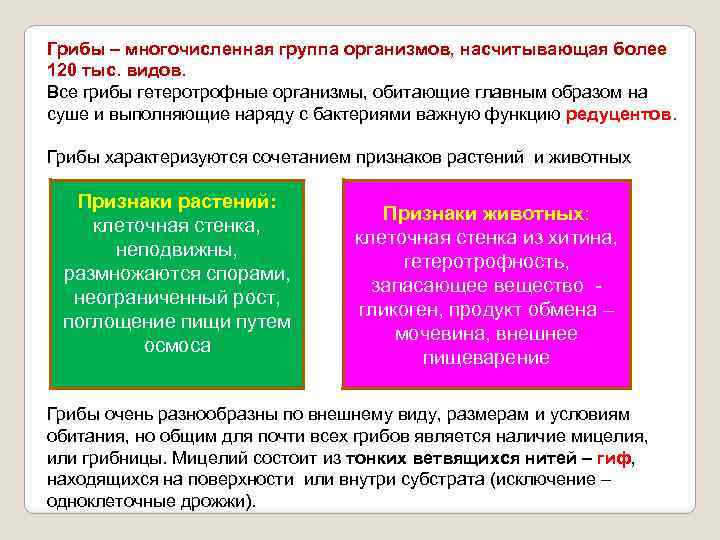 Грибы – многочисленная группа организмов, насчитывающая более 120 тыс. видов. Все грибы гетеротрофные организмы,