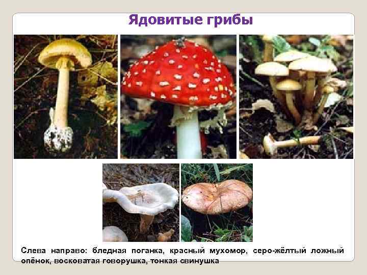 Ядовитые грибы Слева направо: бледная поганка, красный мухомор, серо-жёлтый ложный опёнок, восковатая говорушка, тонкая