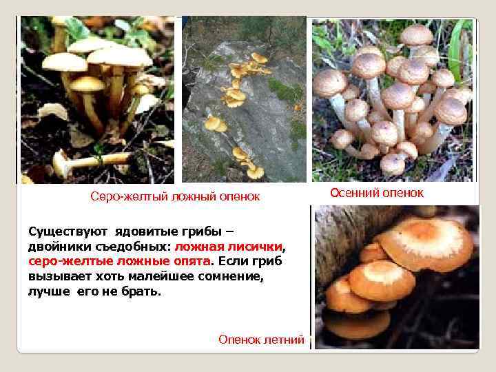 Серо-желтый ложный опенок Существуют ядовитые грибы – двойники съедобных: ложная лисички, серо-желтые ложные опята.