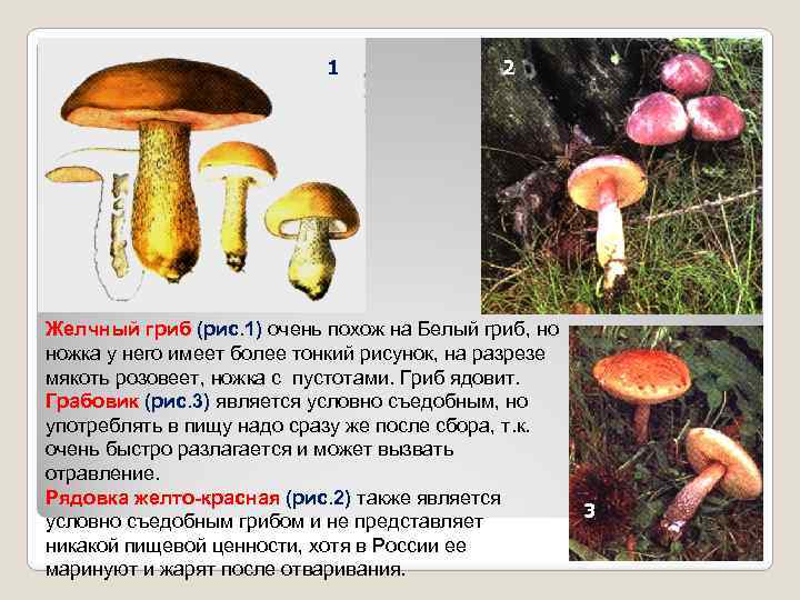 1 2 Желчный гриб (рис. 1) очень похож на Белый гриб, но ножка у