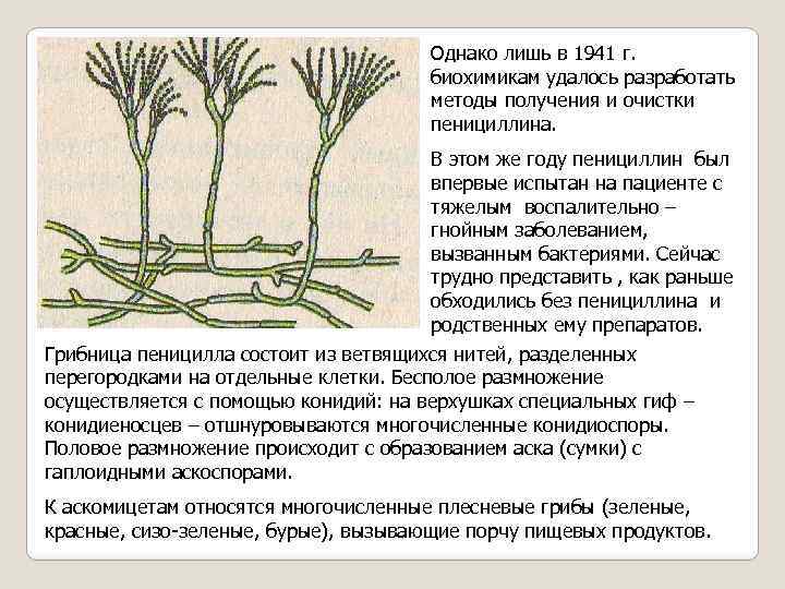 Однако лишь. Размножение гриба пеницилла. Гриб пеницилл размножается. Пеницилл гриб жизненный цикл. Пенициллин размножается.