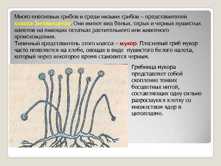 Много плесневых грибов и среди низших грибов – представителей класса Зигомицетов. Они имеют вид