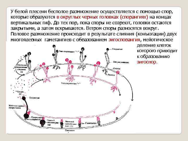 У белой плесени бесполое размножение осуществляется с помощью споp, котоpые образуются в округлых черных