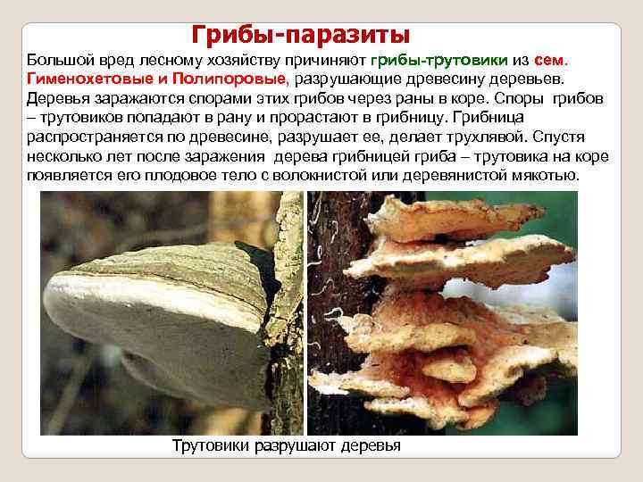 Грибы-паразиты Большой вред лесному хозяйству причиняют грибы-трутовики из сем. Гименохетовые и Полипоровые, разрушающие древесину