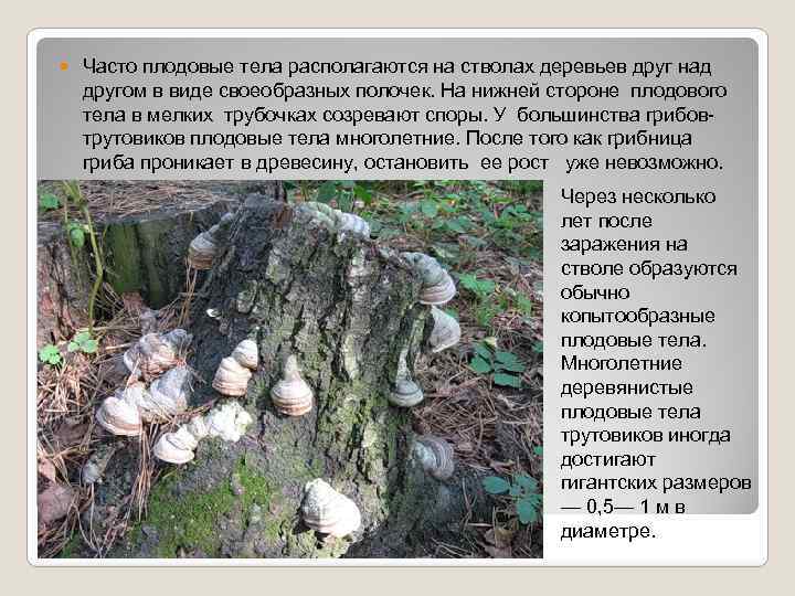  Часто плодовые тела располагаются на стволах деревьев друг над другом в виде своеобразных