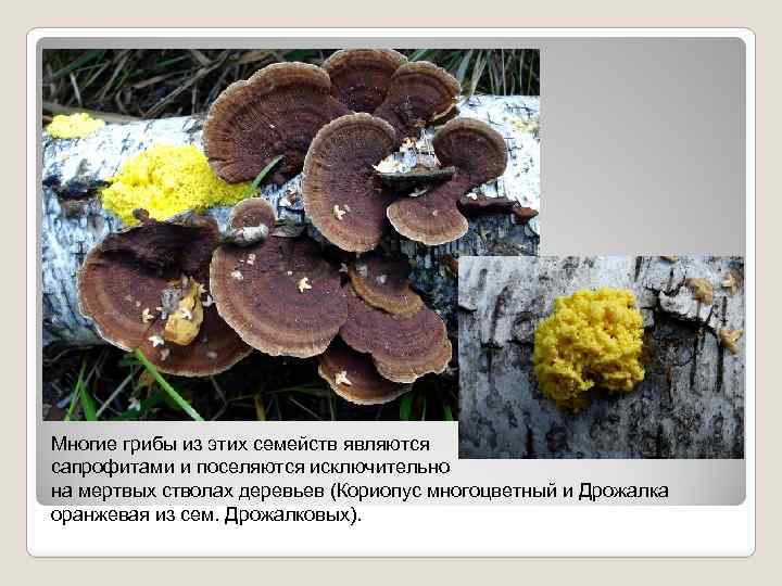 Многие грибы из этих семейств являются сапрофитами и поселяются исключительно на мертвых стволах деревьев