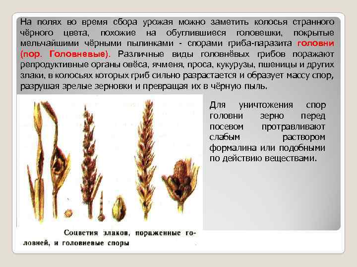 Hа полях во время сбора урожая можно заметить колосья странного чёрного цвета, похожие на