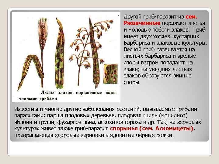 Другой гриб-паразит из сем. Ржавчинные поражает листья и молодые побеги злаков. Гриб имеет двух