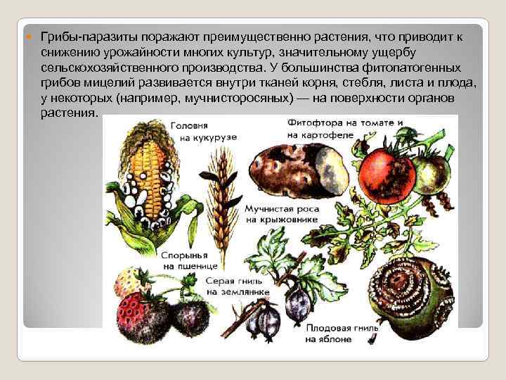  Грибы-паразиты поражают преимущественно растения, что приводит к снижению урожайности многих культур, значительному ущербу