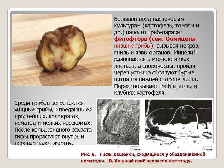 Большой вред пасленовым культурам (картофель, томаты и др. ) наносит гриб-паразит фитофтора (сем. Оомицеты