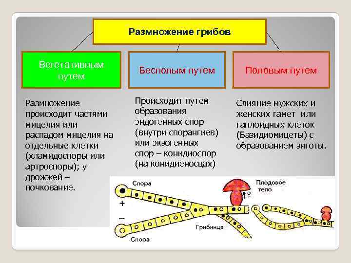 Размножение грибов Вегетативным путем Размножение происходит частями мицелия или распадом мицелия на отдельные клетки