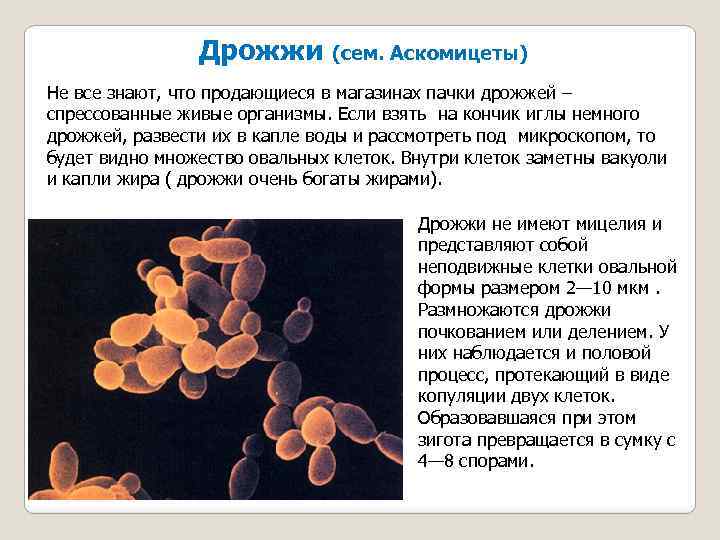 Дрожжи (сем. Аскомицеты) Не все знают, что продающиеся в магазинах пачки дрожжей – спрессованные
