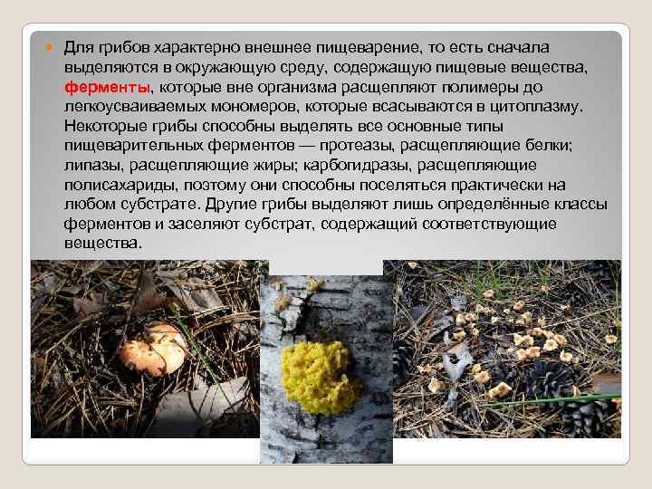 Для грибов характерно внешнее пищеварение, то есть сначала выделяются в окружающую среду, содержащую